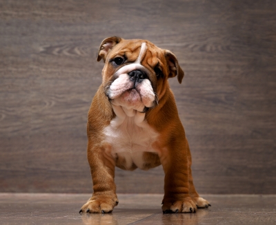 Doggy daycare offers tons of beneficial opportunities for puppies 