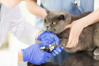 Benefits of Professional Cat Grooming in San Jose