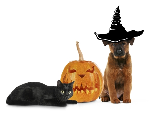 The dog and cat with Halloween costumes at Campbell, CA