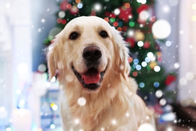 Keeping Your Pet Safe This Holiday Season