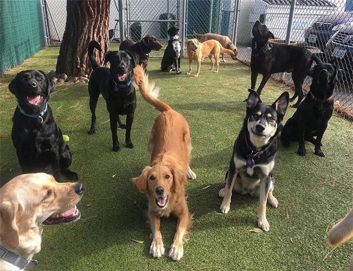 dogs