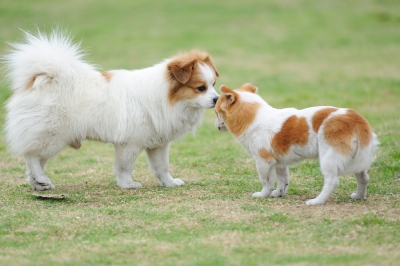 Dr. Dave's Grooming and Boarding Helps Pups with Behavioral Problems