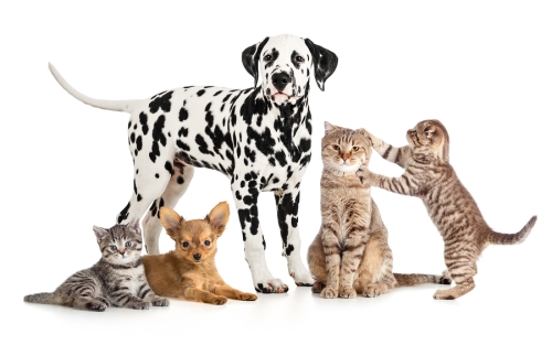 Group of pets in single image at Campbell, CA