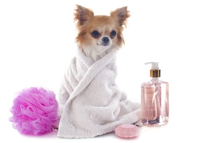 Keeping your pet groom and clean in Campbell, CA