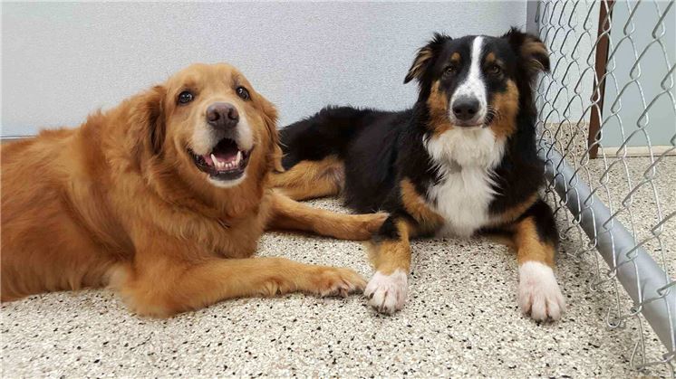 Two dogs sitting together inside a cage in Campbell, CA.