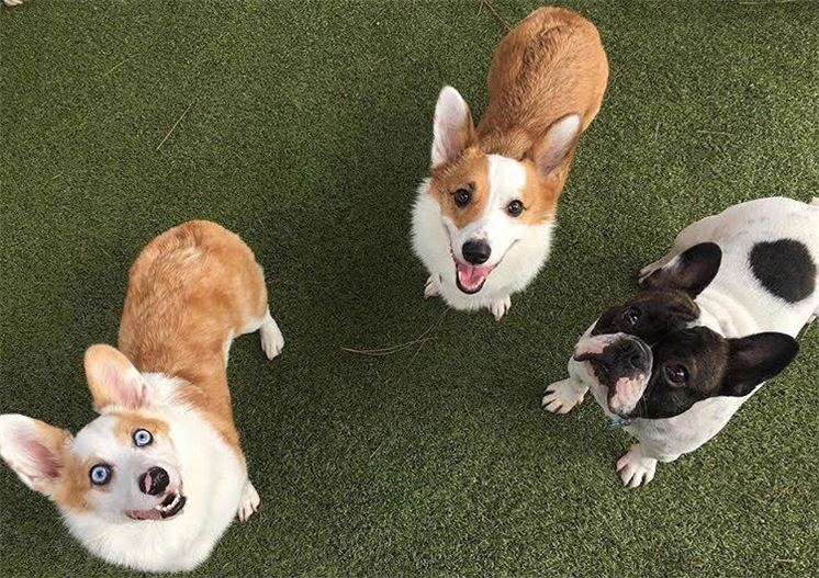 dogs