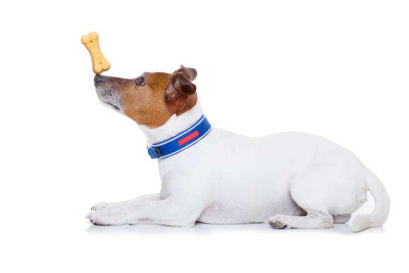 White color dog with bone toy in Campbell, CA