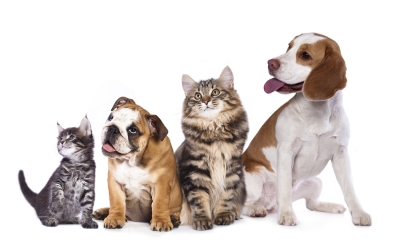 Preparing Your Pet for Boarding in San Jose