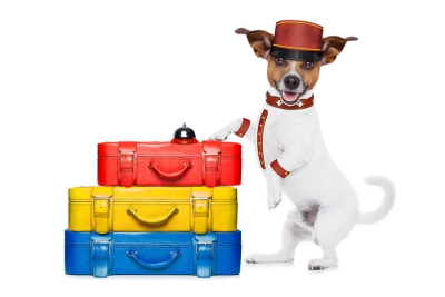 The dog with three different size of suitcase at Campbell, CA