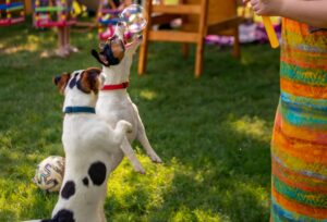 How to Choose a Dog Daycare Center