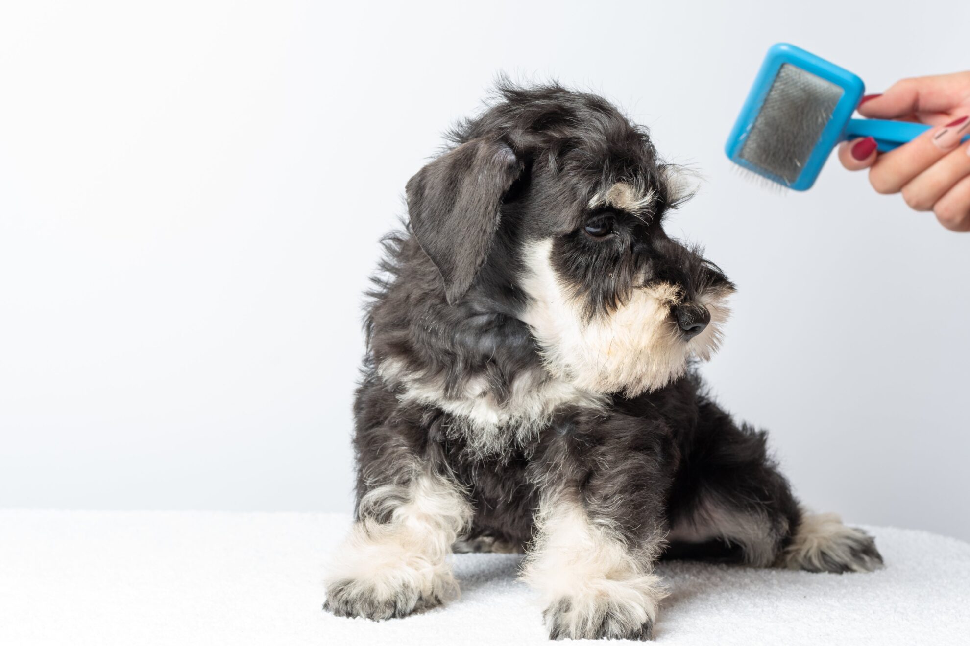 Removing Fur Mats Between Grooming in California