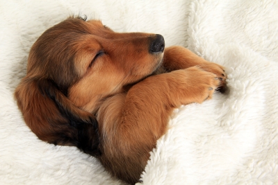 The dog sleeping in the white couch in Campbell, CA