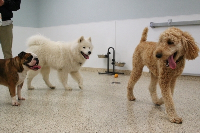 Dogs are walking one by one in the floor at Campbell, CA