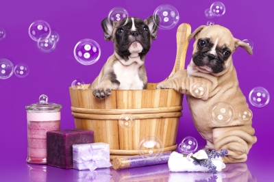  Two dogs are Bathing in small tub with pet shampoo