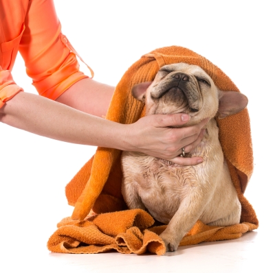 A girl cleaning the dog with towel after bathing at Campbell, CA