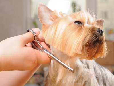 Grooming the hair for dog at Campbell, CA