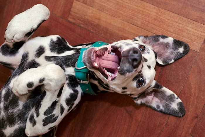 dog