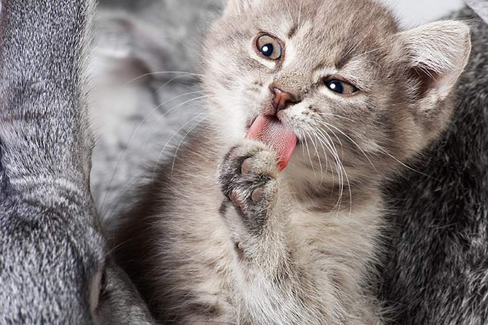 cat