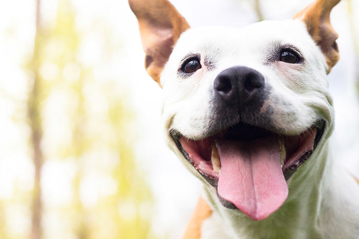 dog