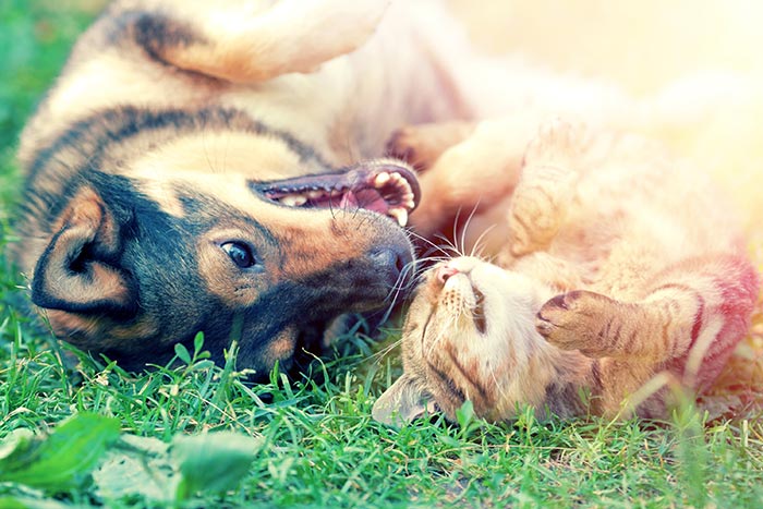 dog and cat