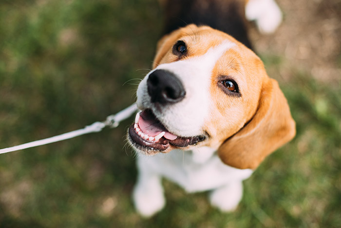 dog