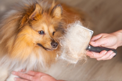 keep your cat or dog’s coat clean and attractive in San Jose