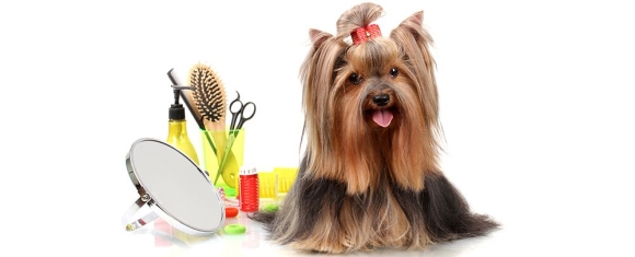 Dog Grooming in San Jose