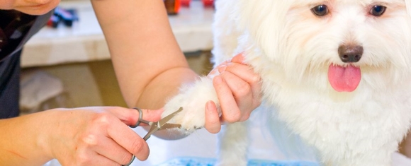 Dog Nail Clipping at Dr. Dave's Doggy Daycare in Campbell, CA
