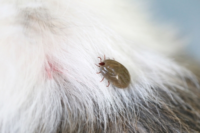 Removing Ticks From Your Dog in San Jose