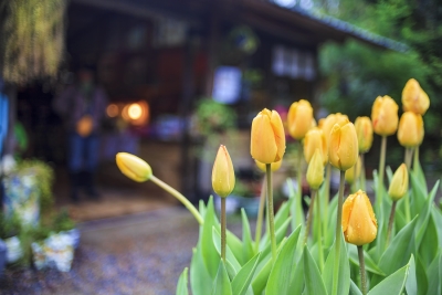 Yellow Tulip flowers Campbell, CA