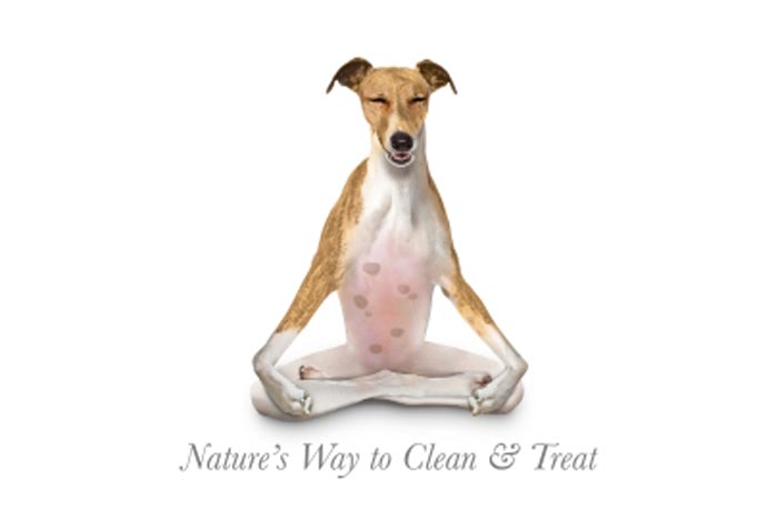 a dog meditating