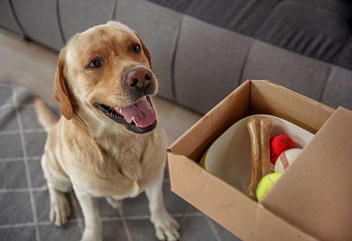 dog ready to play