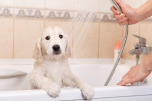 To prepare your puppy for baths at home