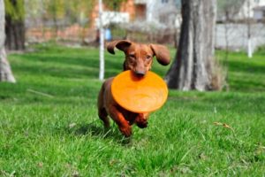 Doggy day care gives your dog the opportunity