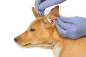 Dog grooming service in San Jose that provides ear plucking