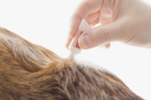 Flea and Tick Removal at Dr. Dave's Doggy Daycare in Campbell, CA 