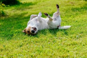 Terrier rolling on green grass