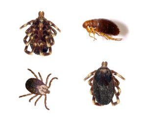 fleas and ticks