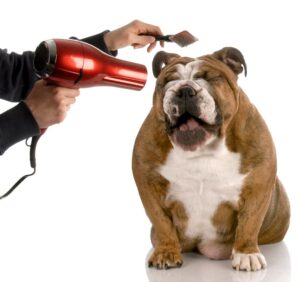 Pet ear cleaning and hair removal Campbell, CA