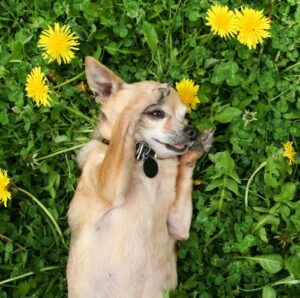 puppy laying in grass next to dandelions