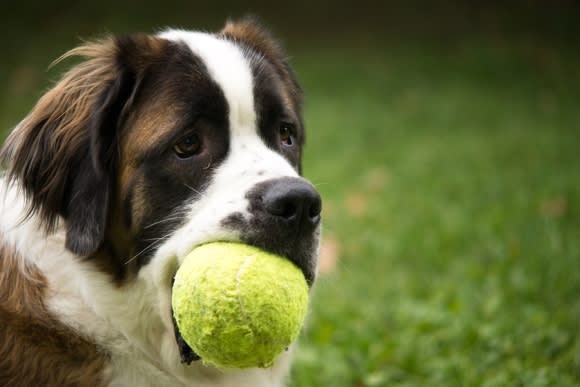 Image of a dog holding a ball in his mouth getting dog daycare service in Campbell, CA