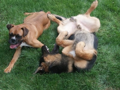 Two dogs playing in grass at Campbell, CA