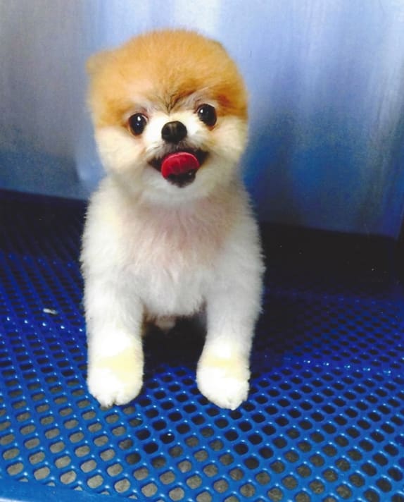 Small puppy posing after grooming session