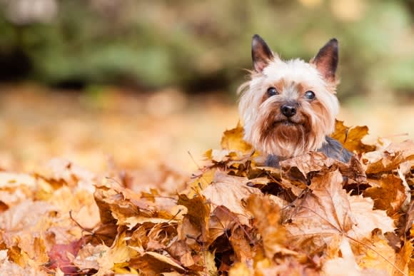 The dog cover with full of leaves at Campbell, CA