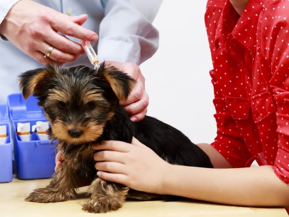 The doctor putting injection for small dog at Campbell, CA