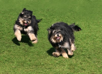 The dogs happily playing in garden at Campbell, CA