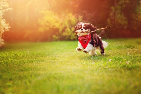 At Dr. Dave's Doggy Daycare in Campbell, CA, a cute dog is running and playing with a stick
