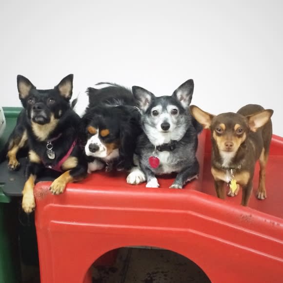 Keep Your Pet Occupied with Doggy Day Care