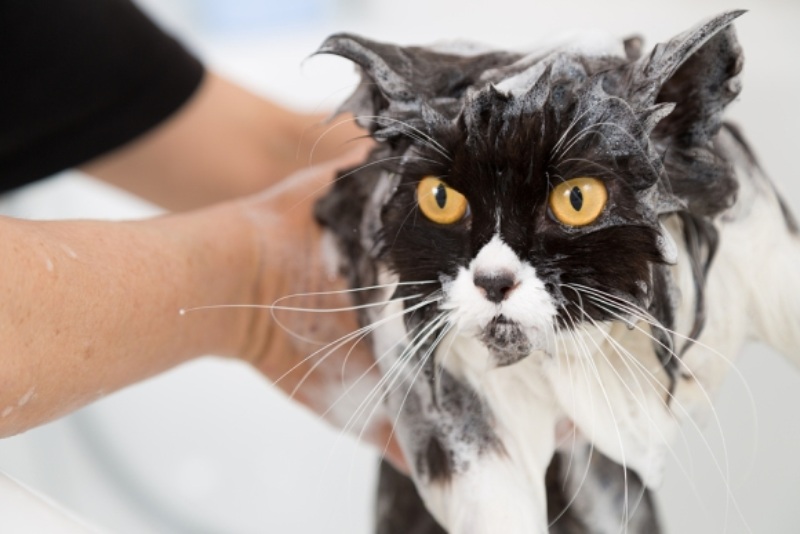 The black Cat gets bath.