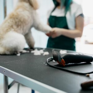 The Dog Groomer doing grooming for white color dog at Campbell, CA